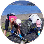 pescaturismogalicia.com shellfishing tours in Redondela Galicia