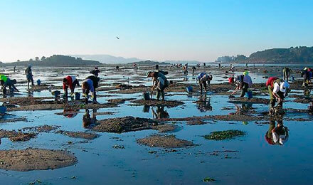 Tours with shellfish farmers of Cambados (Galicia)